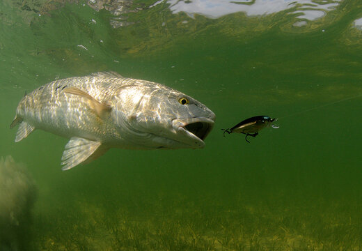 Redfish chasing a lure