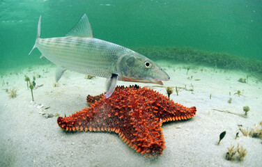 Bonefish swimming over a starFish