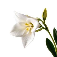 Freesia Flower PNG Isolated on Transparent Background for Graphic Design  
