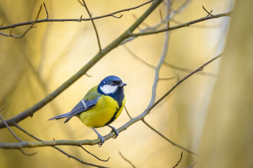 bird on a branch