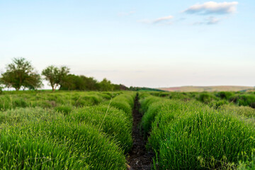 Rows of lavender on a field, ripening