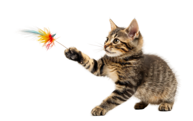 A Cat Enjoying Playtime with a Feather Toy Isolated on transparent background PNG
