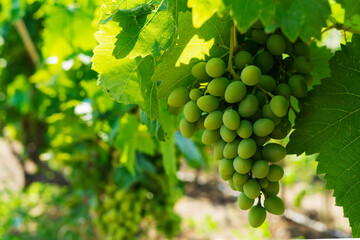 Ripening grapes on the vine