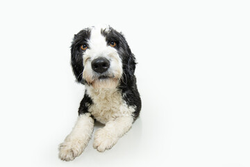 Portrait attentive and serious Spaniel water dog puppy lying down and looking at camera. Isolated on white background