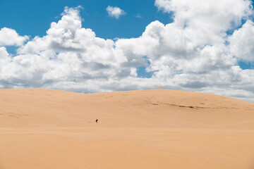 Sandboarding on Giant Sand Dunes near Cape Reinga in the northern most part of New Zealand (North Island, New Zealand)