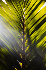Sun illuminating green leaf with bright rays from the back as spotted somewhere in a New Zealand forest (South Island, New Zealand)