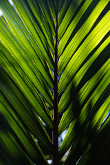 Sun illuminating green leaf with bright rays from the back as spotted somewhere in a New Zealand forest (South Island, New Zealand)