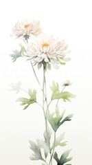 Obraz premium Flower chrysanths dahlia plant