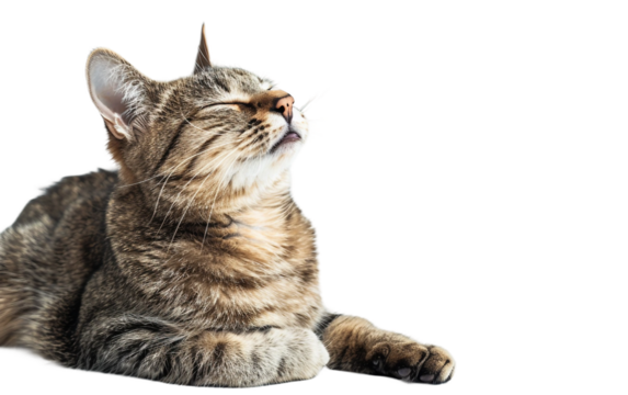 Adorable Cat Enjoying Sunlight While Grooming Isolated on transparent background PNG