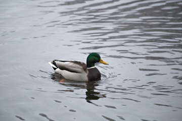 A male mallard duck with vibrant plumage drifts peacefully on gently rippled water.