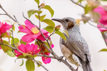Brown-eared Bulbul with Pink Camellias