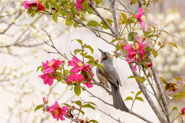 Brown-eared Bulbul with Pink Camellias