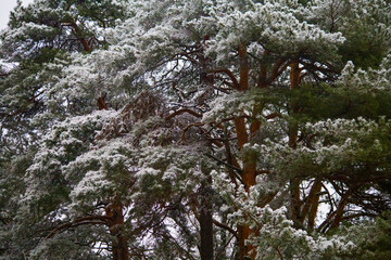 Snow-dusted pine branches stand out sharply against the blurred backdrop of a tranquil winter forest.
