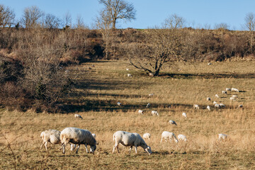 Sheep grazing on Plateau de Gergovie near Clermont-Ferrand at winter sunset