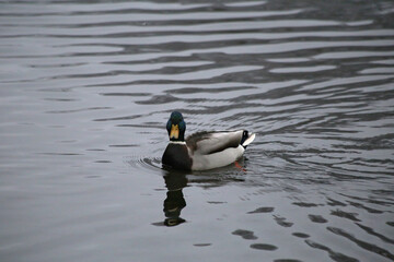 A male mallard duck with vibrant plumage drifts peacefully on gently rippled water.