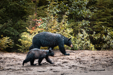 Close encounter of Black bears, mum and her cub walking on the shore of the river with the dense bush in the background, Blue River, British Columbia, Canada © Ji