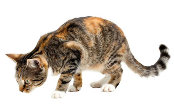 Adorable Cat Investigating Its Surroundings with Curiosity Isolated on transparent background PNG