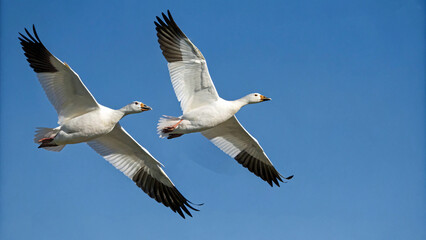 Obraz premium Majestic Snow Geese Flock Soaring in a Clear Blue Sky During Migration Season