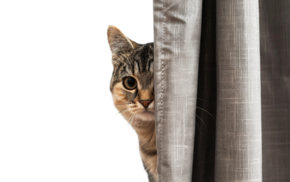 A Curious Cat Peeking Out from Behind a Curtain Isolated on transparent background PNG