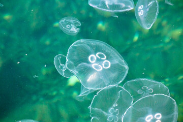 Swarm of jellyfish. Jellyfish in the sea in the Bosphorus. Animal. Top view. Ocean, water.