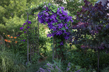 A spectacular purple clematis, jackamani, in full bloom in July is the focal point of this impressionistic garden along with the orange daylilies.