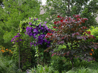 Royal Purple jackmanii in full bloom entwining with Dutch Pipe vine on an antique arbor. A spring blooming forest pansy eastern redbud with beautiful maroon leaves offers contrast and shade. 