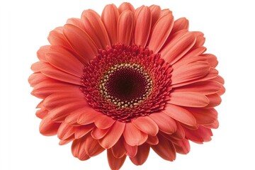 Vibrant Coral Gerbera Daisy Flower Closeup
