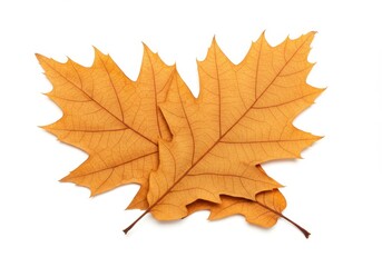 Obraz premium A pair of dried oak leaves with a warm orange-brown hue, showing their textured veins and natural edges isolated on white background