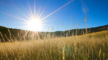 Fototapeta premium Golden Grass Field Sunset Over Rolling Hills
