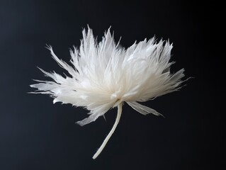 Delicate White Feather Flower on Black Background