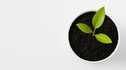 A potted seedling with small green leaves sprouting from dark soil placed on a solid white background, single object