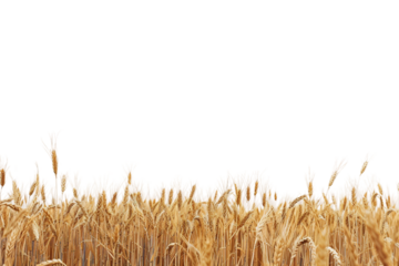 Vast Wheat Field under Clear Blue Sky Isolated on Transparent Background