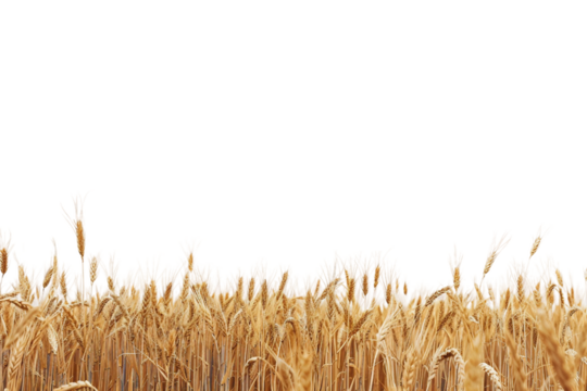 Vast Wheat Field under Clear Blue Sky Isolated on Transparent Background