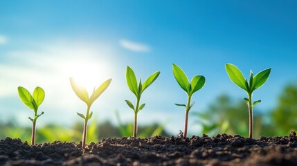 Fresh green seedlings emerging from dark soil, vibrant sunlight, symbolizing growth and renewal in an outdoor setting.