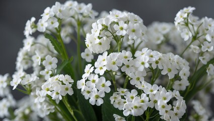 Delicate white gypsophila blooms perfect for weddings