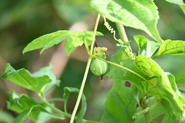 Diplocyclos fruits. Its other names Neoachmandra japonica,Trichosanthes cucumeroides, Neoachmandra, Bryonia and Zehneria. It is a vine plant fruits. 