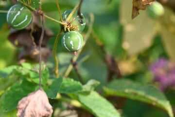 Diplocyclos fruits. Its other names Neoachmandra japonica,Trichosanthes cucumeroides, Neoachmandra,...