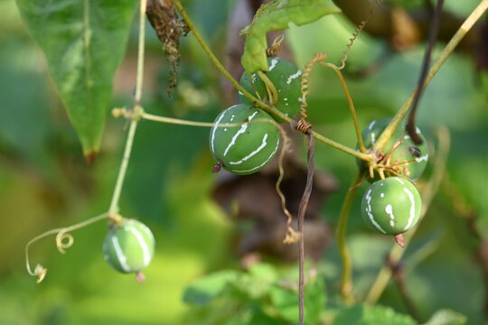 Diplocyclos fruits. Its other names Neoachmandra japonica,Trichosanthes cucumeroides, Neoachmandra, Bryonia and Zehneria. It is a vine plant fruits. 