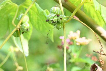 Diplocyclos fruits. Its other names Neoachmandra japonica,Trichosanthes cucumeroides, Neoachmandra,...