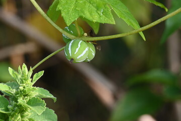 Diplocyclos fruits. Its other names Neoachmandra japonica,Trichosanthes cucumeroides, Neoachmandra, Bryonia and Zehneria. It is a vine plant fruits. 