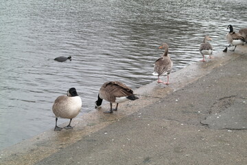 Geese 