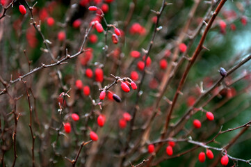 Obraz premium Barberry Berberis vulgaris branch fresh ripe berries natural green background