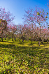Cherry flower with a pink sakura Prunus cerasoides or Wild Himalayan Cherry,Giant tiger flower and blue sky in Phu Lom Lo ,Phetchabun, Thailand.