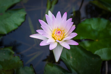 Close-up of the beautiful Pink Lotus flower in blooming, pink water lily in the Summer Lotus Pond