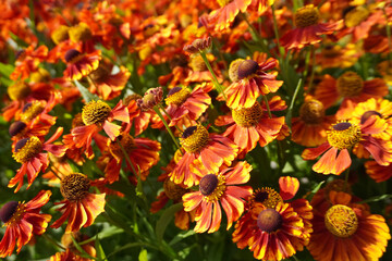 Helenium konigstiger blooming in summer garden: vibrant orange and yellow petals