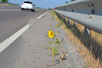 Sunflower flower growing side road sunny day Blooming yellow flower green stem