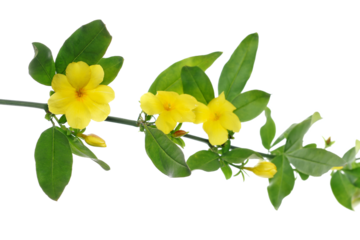 Allamanda yellow flowers isolated on white background
