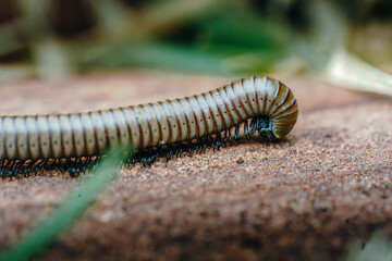 Stunning macro photograph capturing the intricate details of a millipede with striking blue legs and metallic silvery segments, crawling across sandy terrain. Natural history, wildlife and educational
