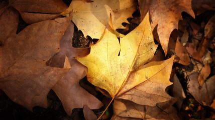 Background wallpaper of autumn leaf