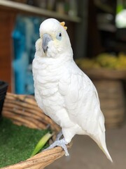 Australia White Cockatoo 